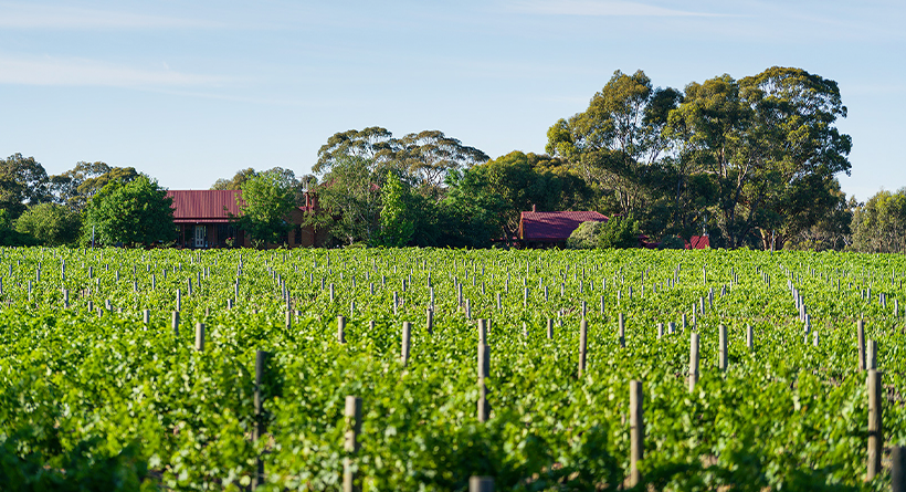 Sandhurst Ridge Vineyard